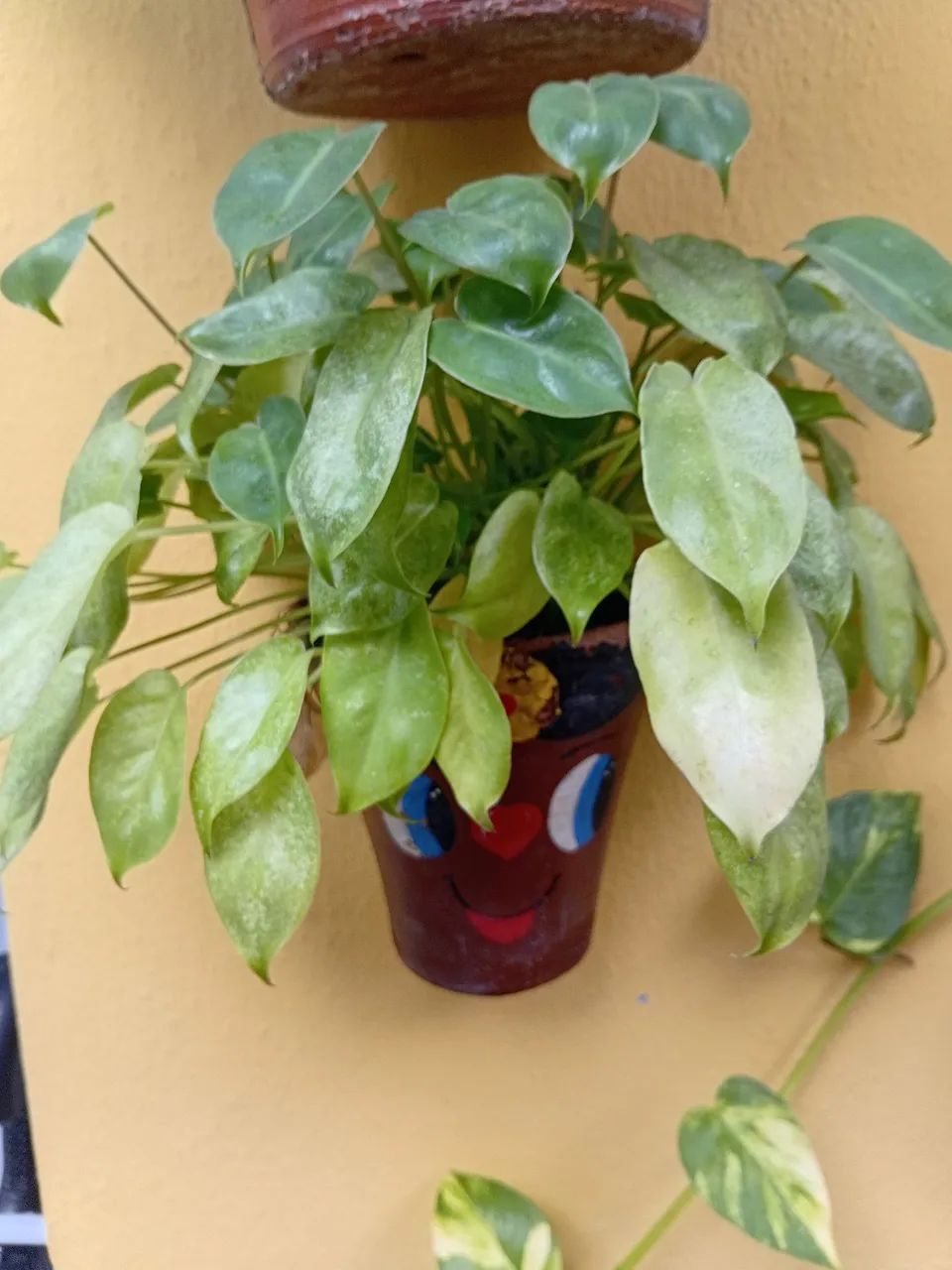 Vaso decorado mini imber