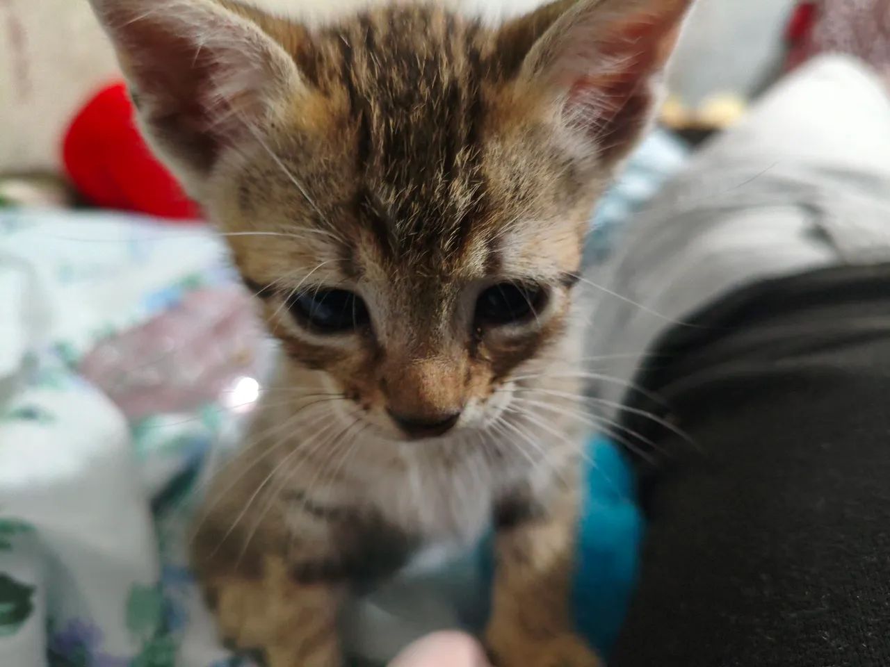 Gato filhote  - Foto 2