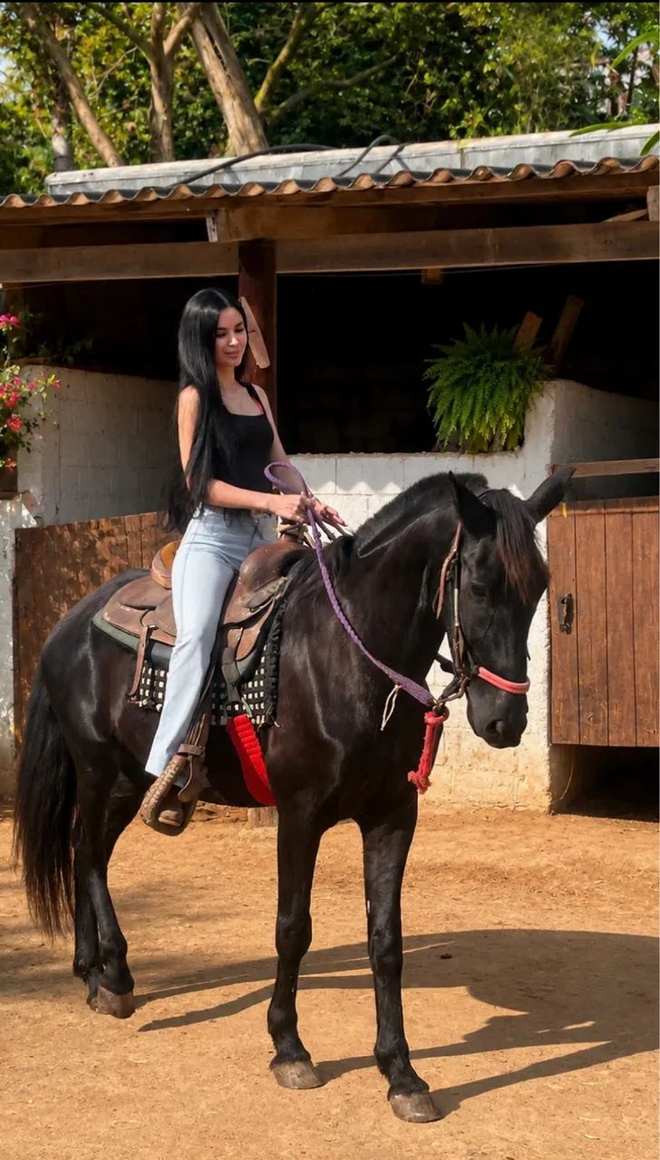 Vendo cavalo de CHARRETE e sela  - Foto 3