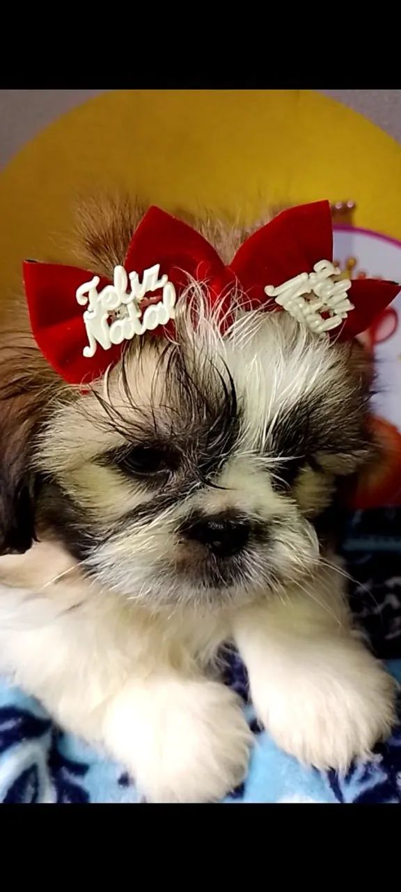 Filhotes pronta entrega Shitzu fêmea pedigree vacina 