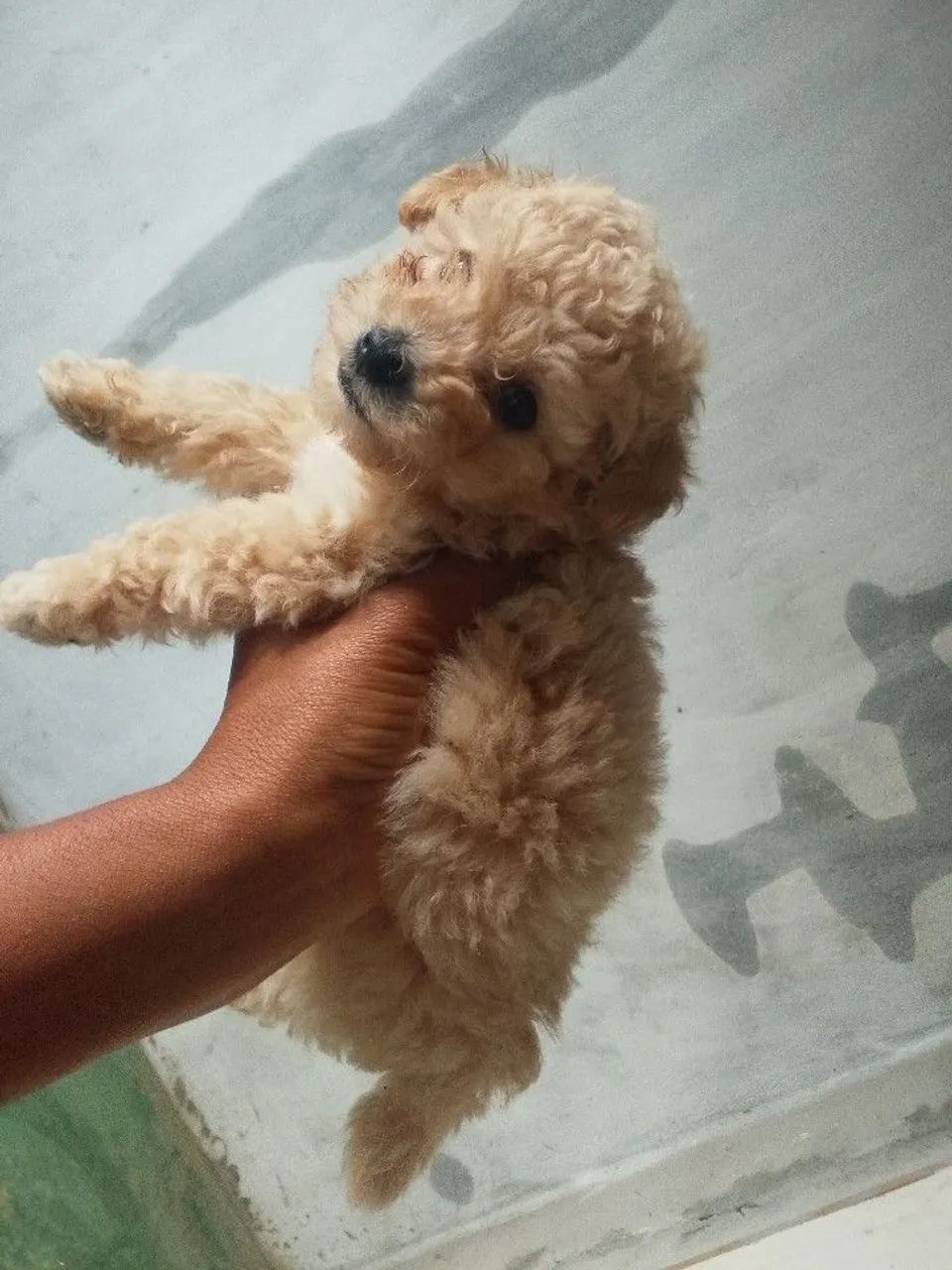 Poodle femea - Foto 2