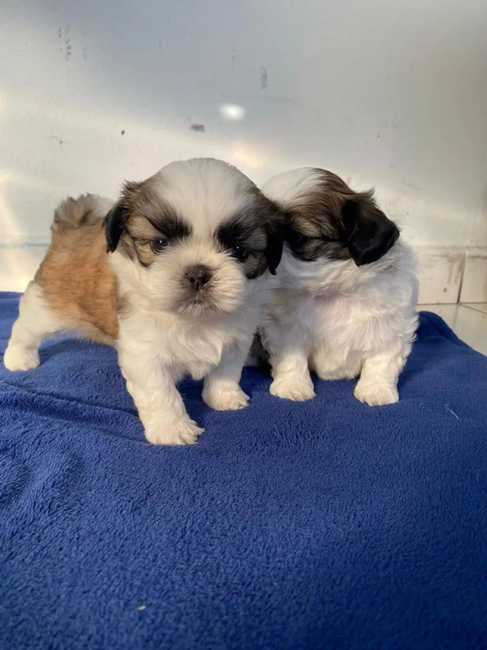 Shitzu Mini Puro - Foto 5