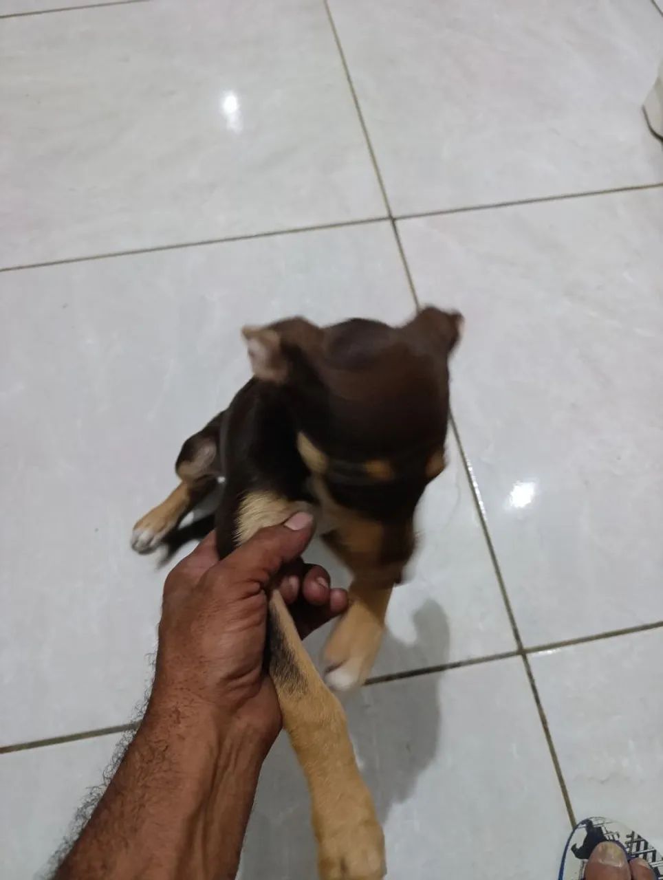 Cachorro  - Foto 4