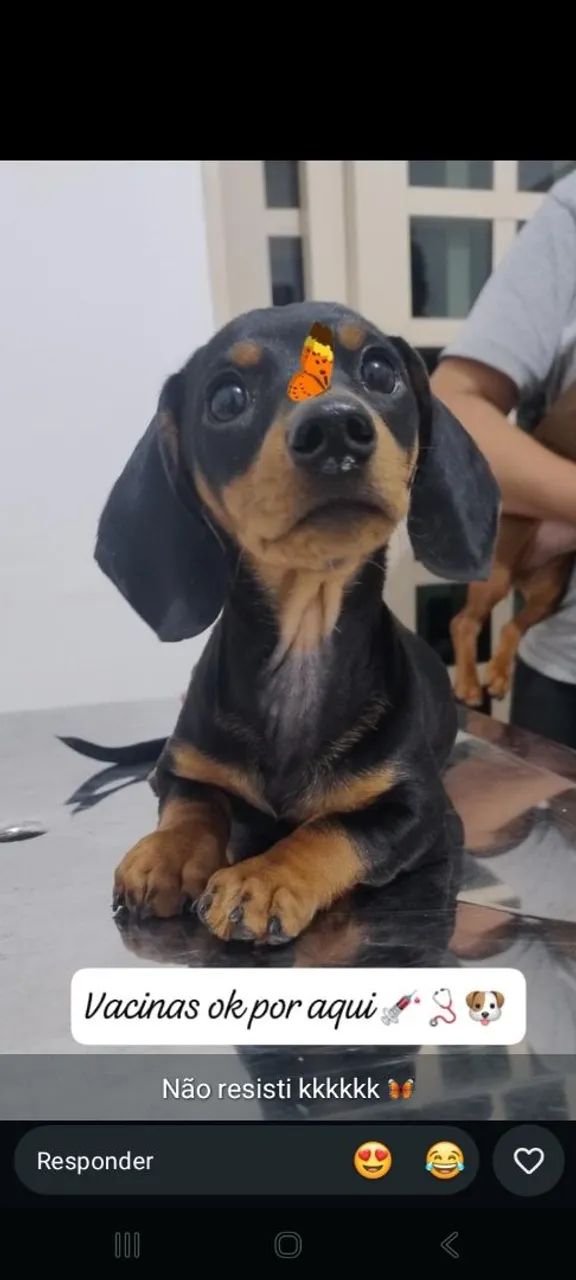 Daschound casal - Foto 2