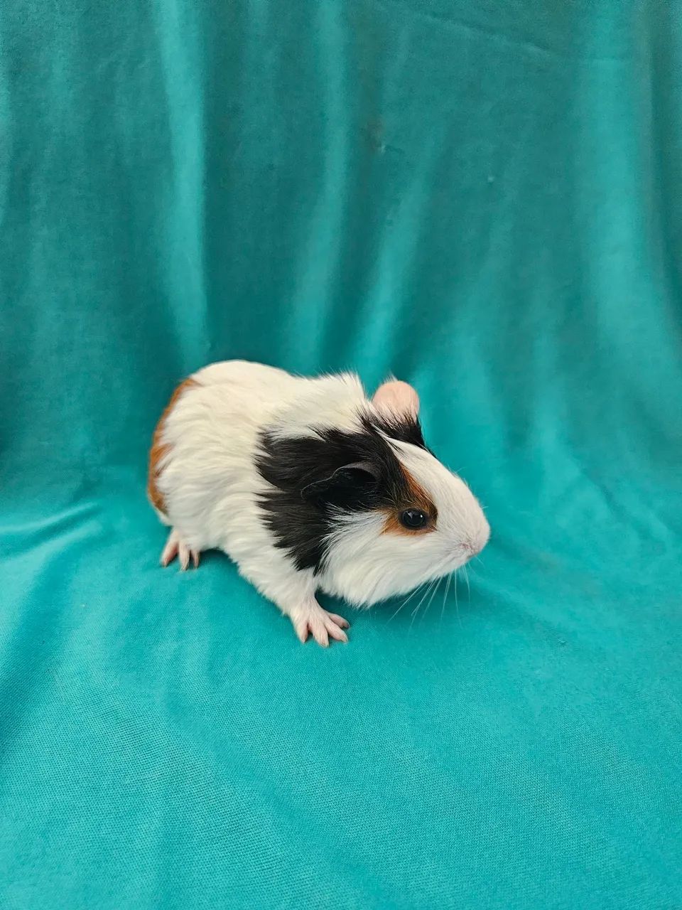 Filhotes de porquinho da índia  - Foto 6