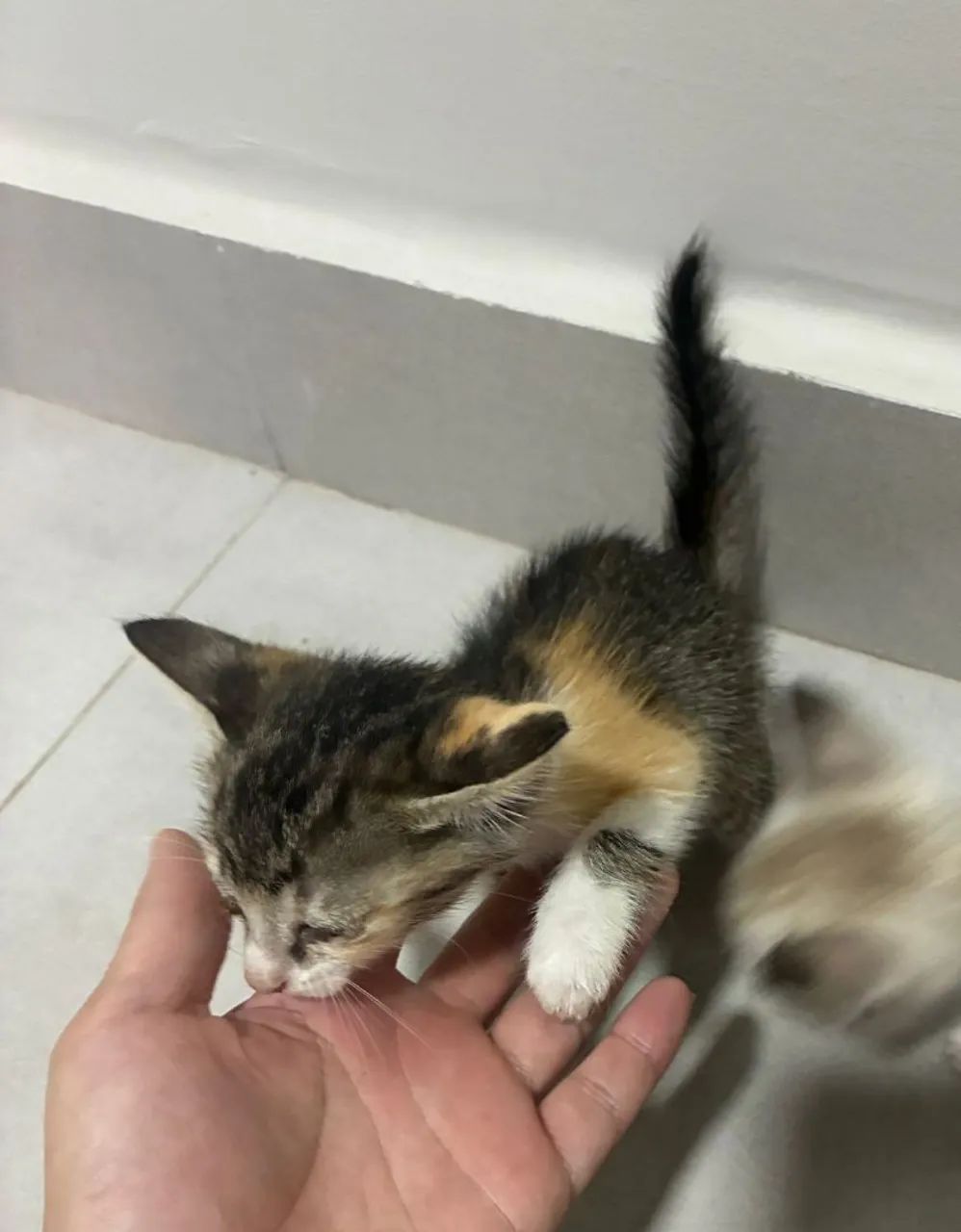 Doação de gatos - Foto 3