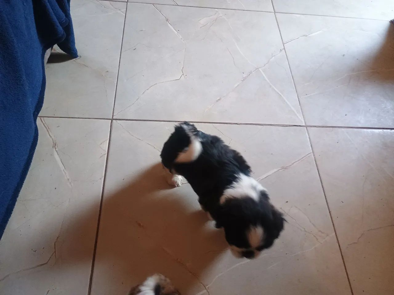 Shih-tizu 700,00 - Foto 2