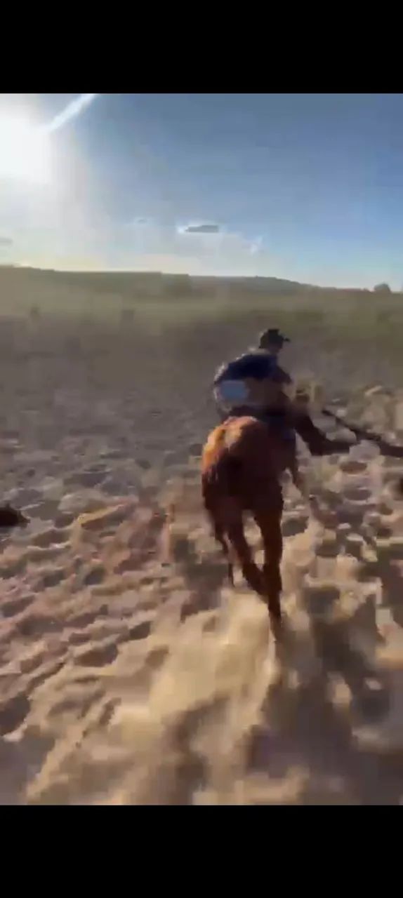 Vendo cavalo de direita pronto!