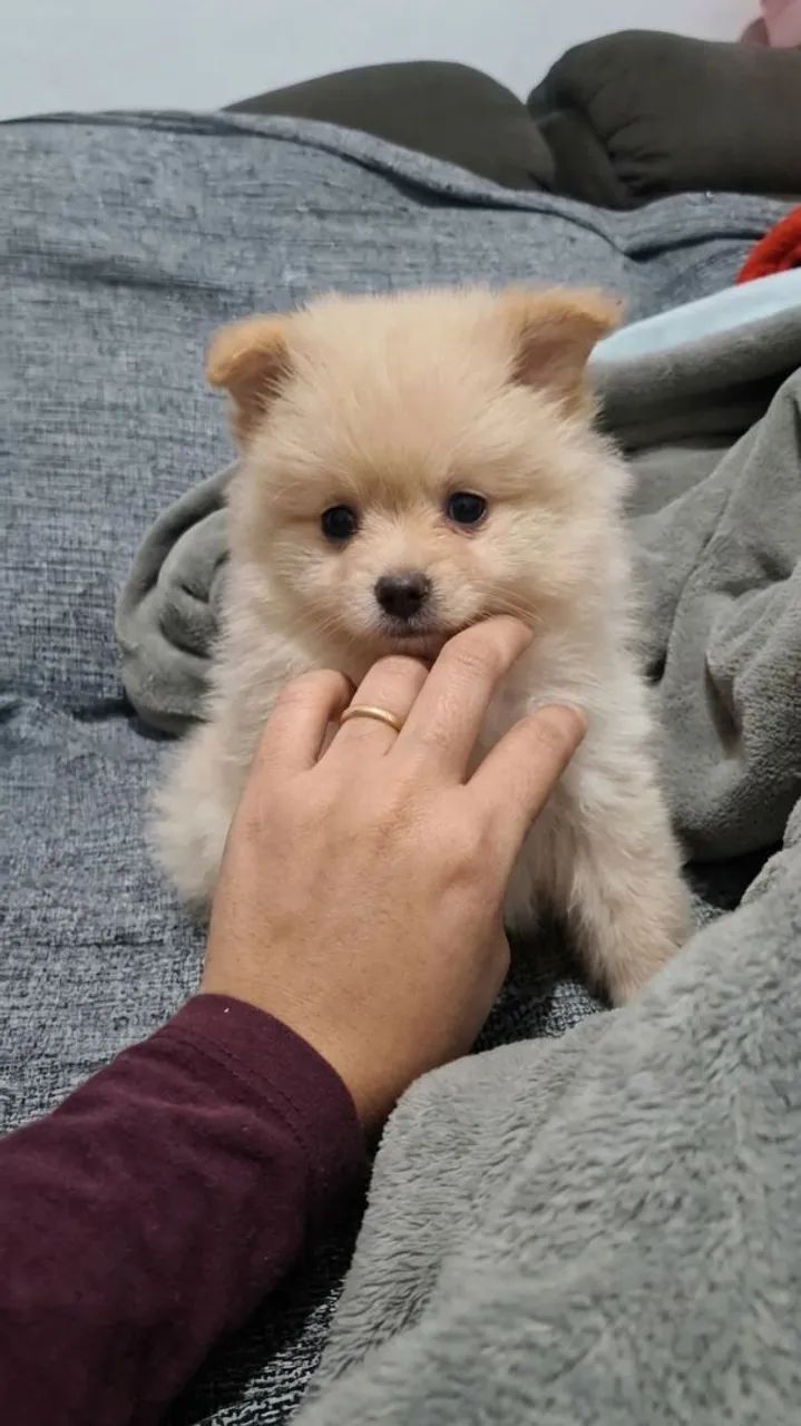Spitz Alemão  - Foto 2
