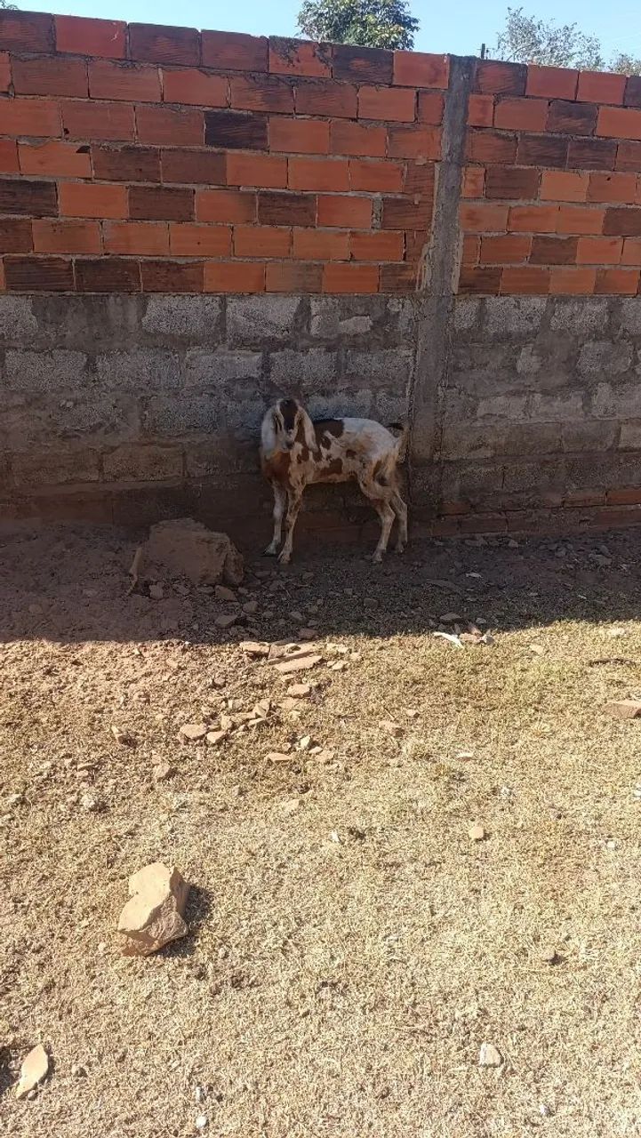 Cabra e cabrito  - Foto 5