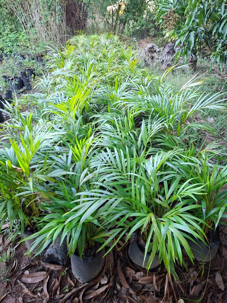 Palmeira areca bambu 