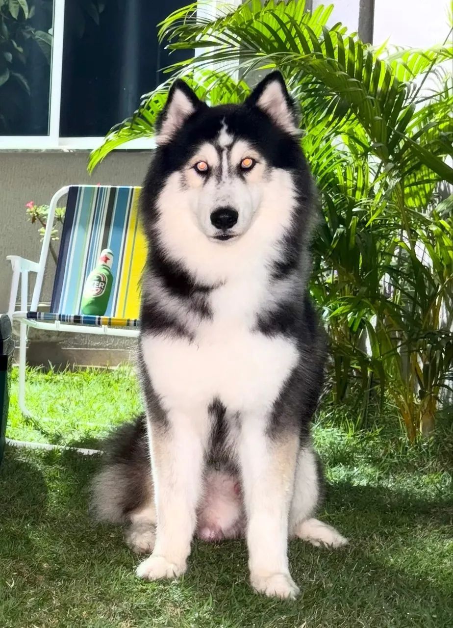 Cão disponível para cruza  - Foto 2