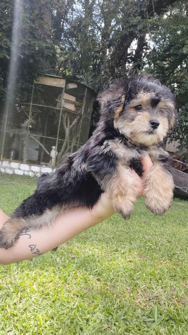 Yorkpoo ( York com poodle ) machos  - Foto 4