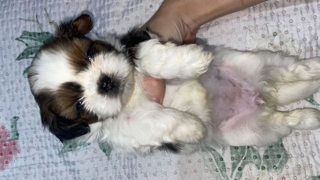 Pet - Foto 4