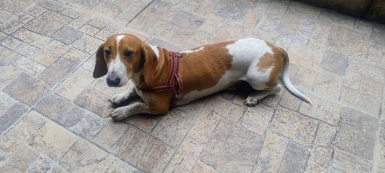 Doação lindo e dócil.  - Foto 5