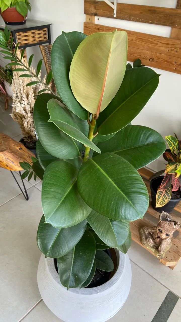 Plantas ornamentais  - Foto 2