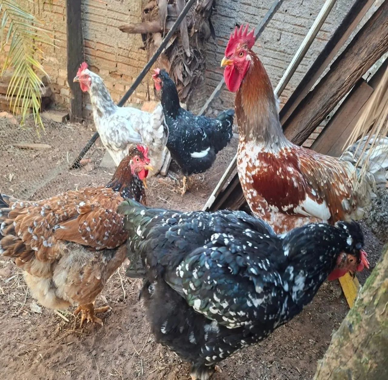 Pintinhos e ovos GSB - Galinha Sertaneja Balão 
