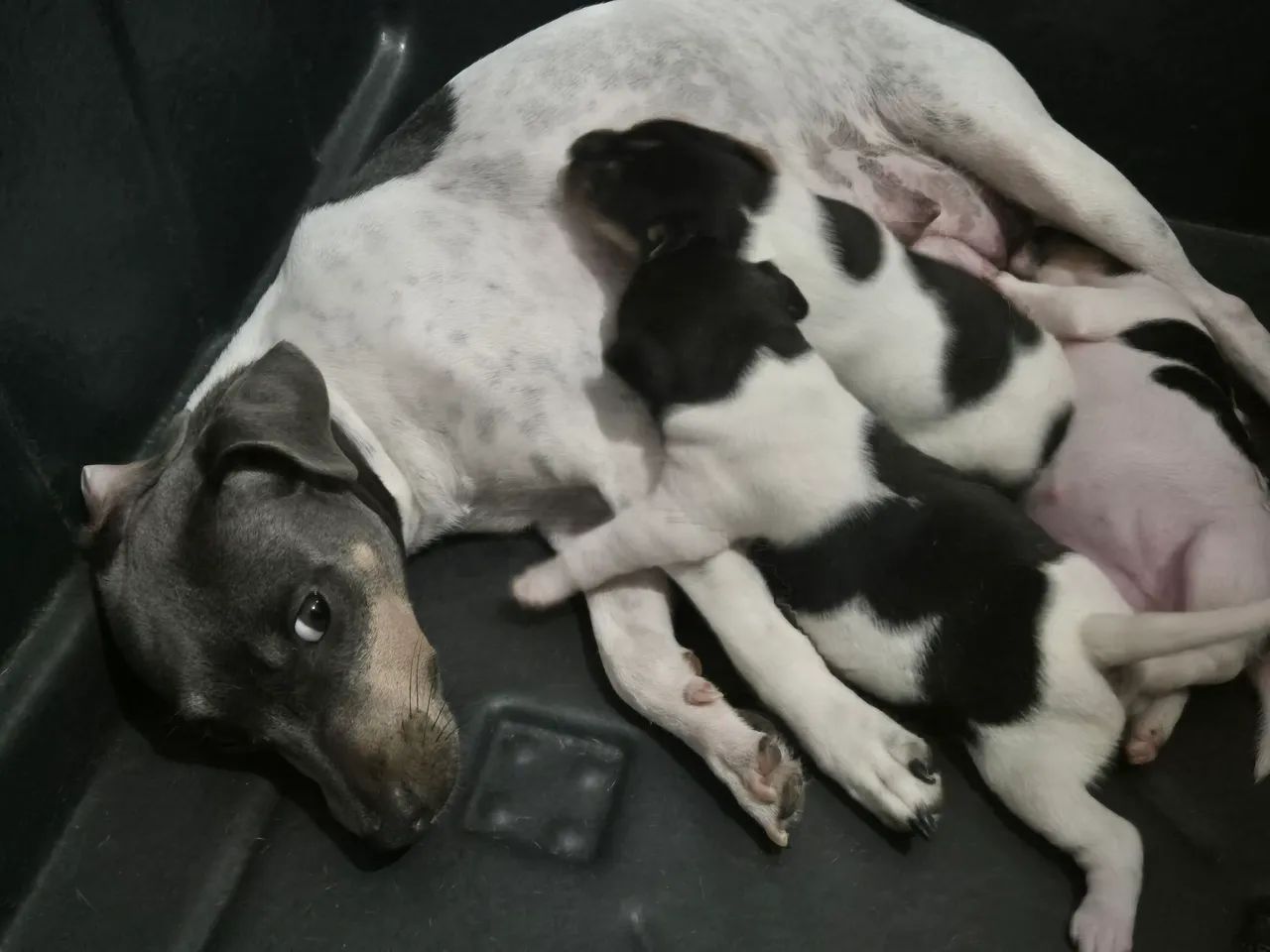 Filhotes de Terrier Brasileiro/fox paulistinha.