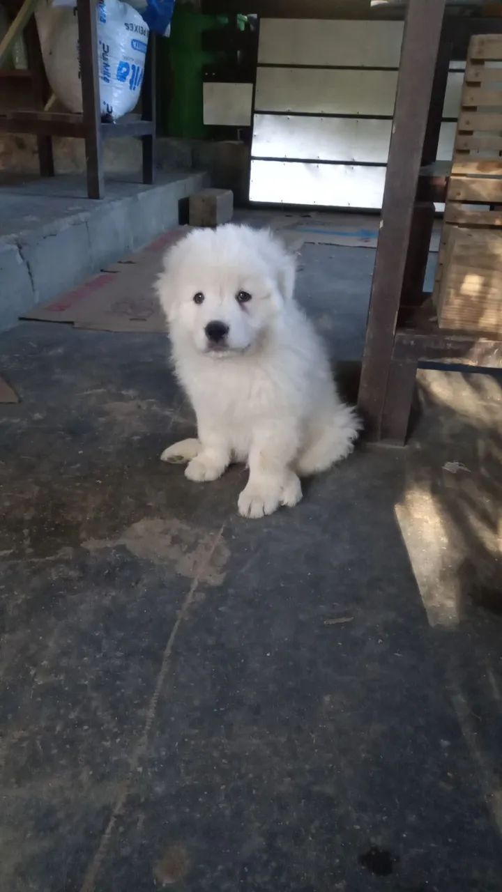 Cachorro Pastor Maremano  - Foto 4