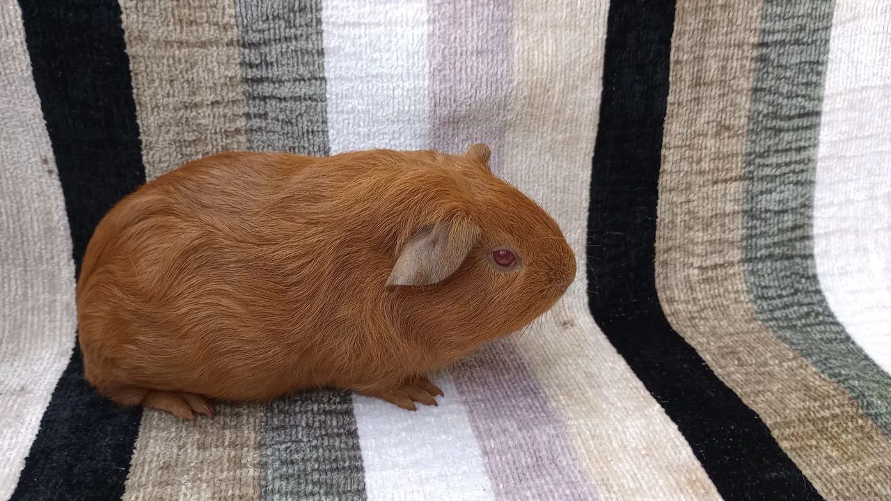 porquinho da índia  - Foto 2