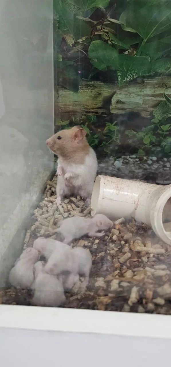 Hamster Sírios  - Foto 2