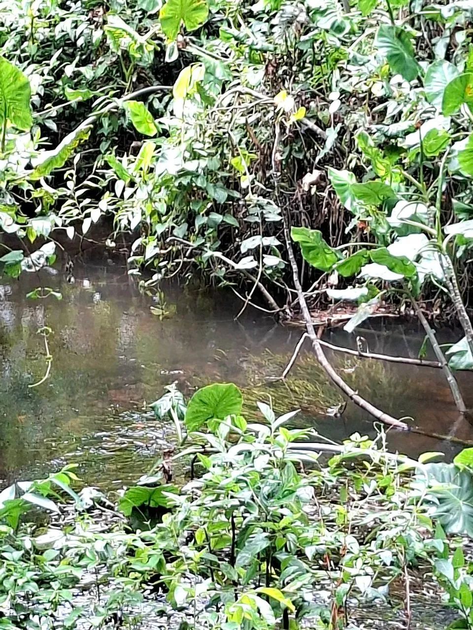 Vendo Sítio com 22 hectares em Alhandra - Foto 5