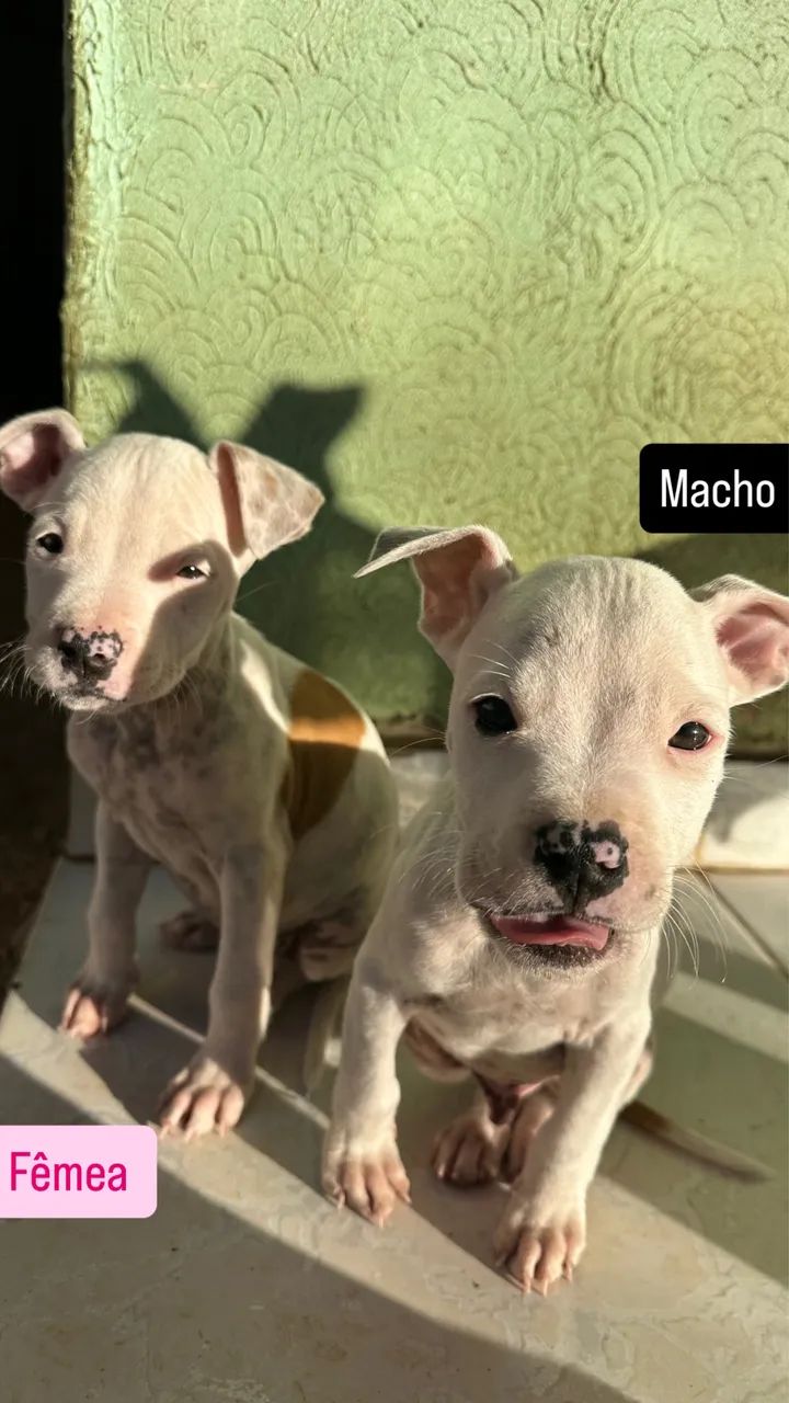 Pitbull  - Foto 2