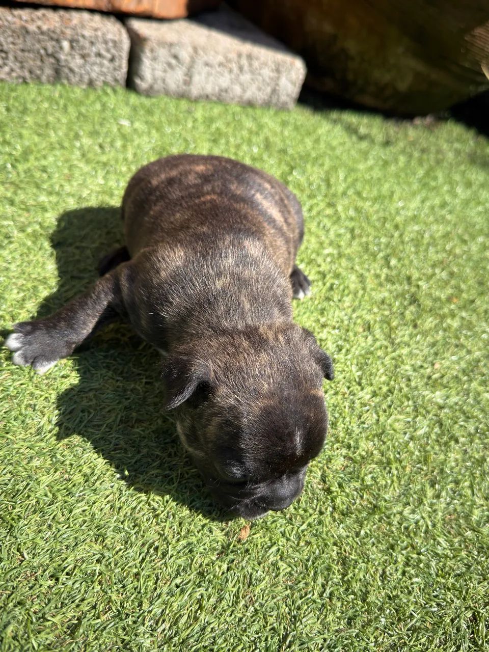 Buldogue Francês - Foto 5