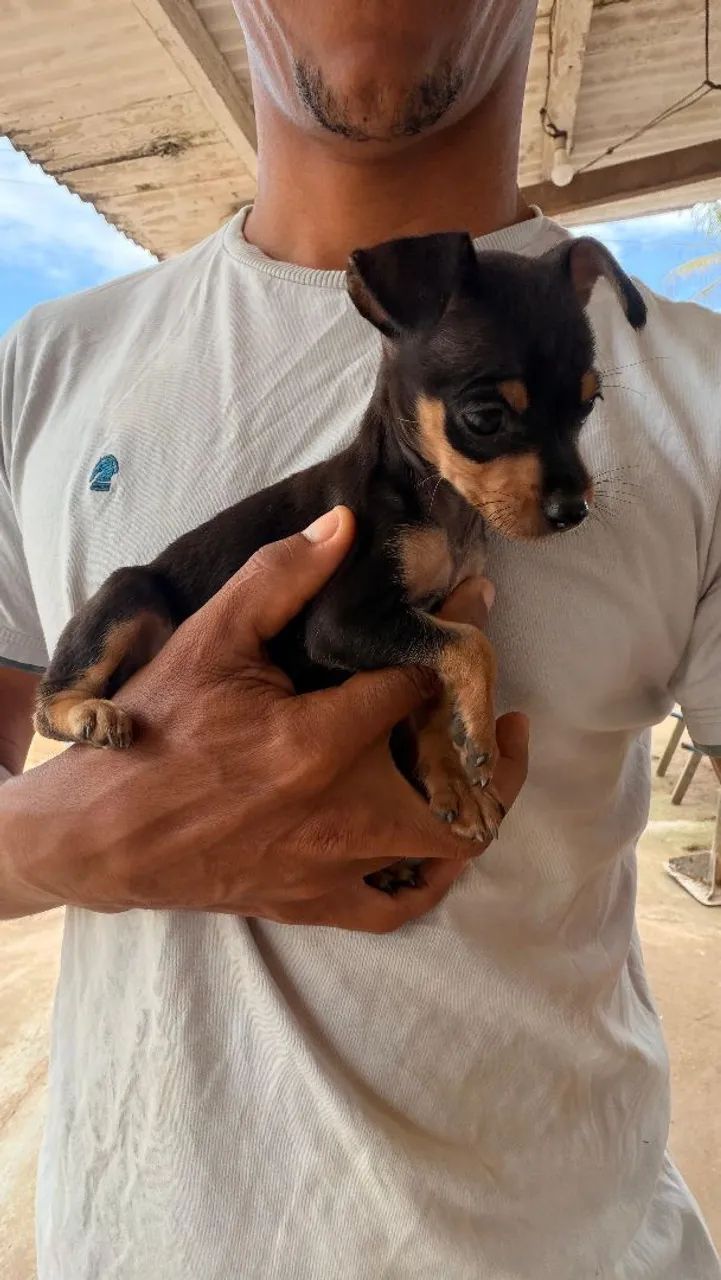 Filhote de Pinscher  2 - Foto 5