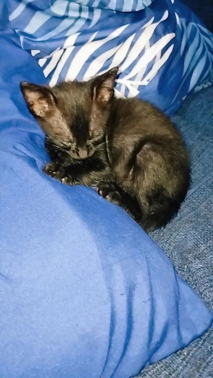 Gatinhos para adoção - Foto 5