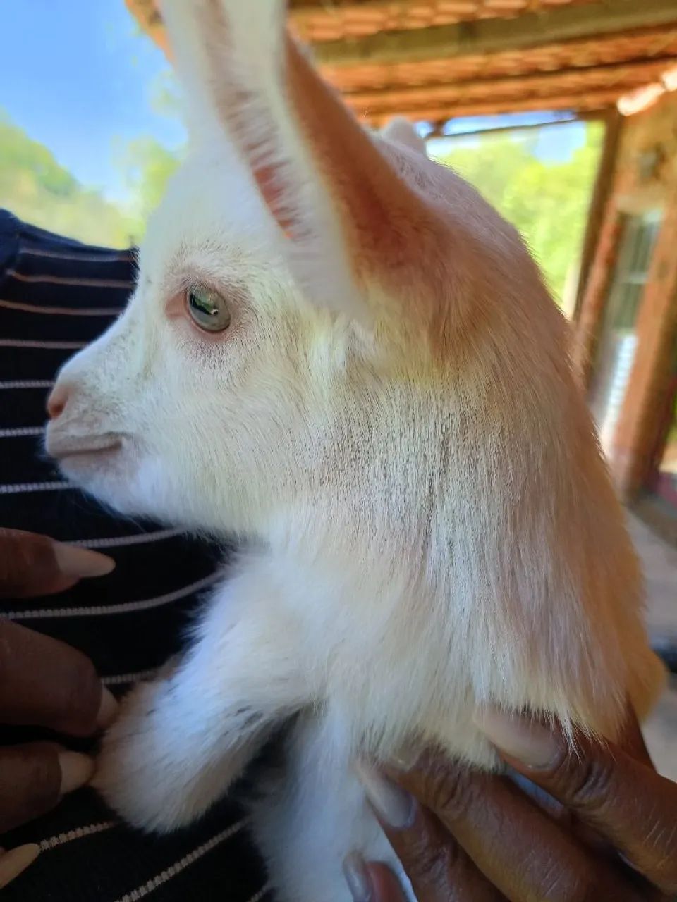 Cabrito  - Foto 2