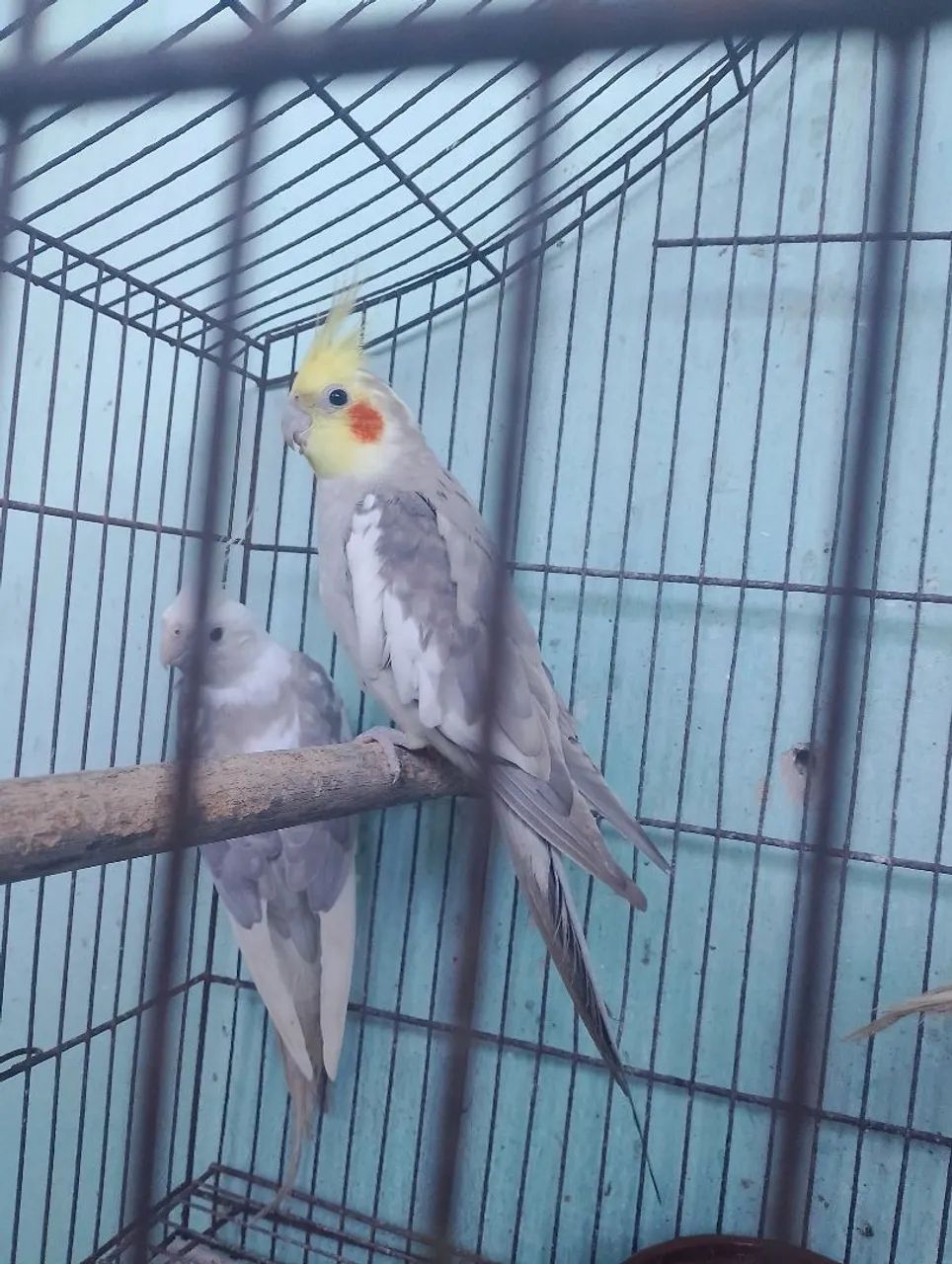Disponíveis  - Foto 5