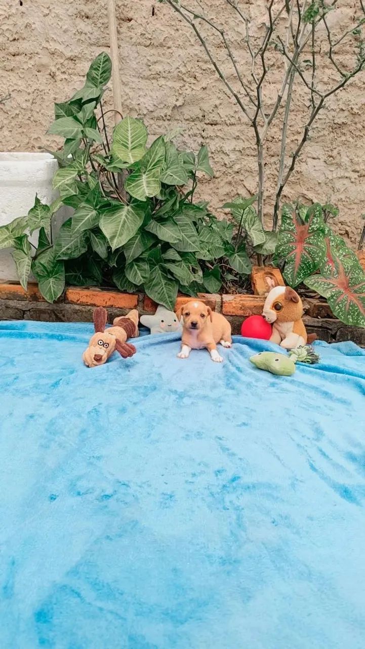 Pinscher n° 0. - Foto 3
