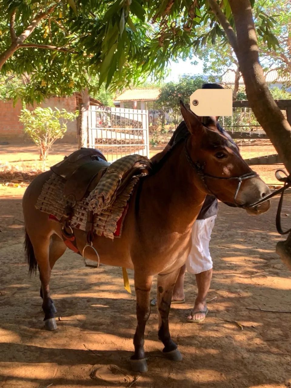 Cavalo mini burro 