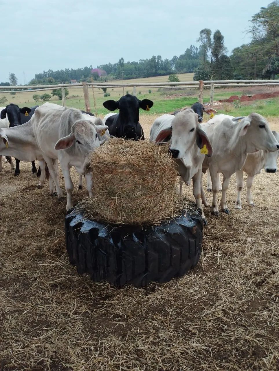 Venda de fenos grama estrela  - Foto 6
