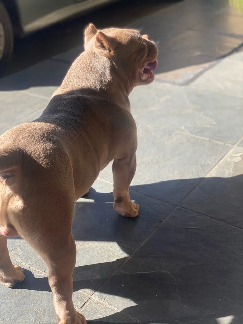American bully pocket - Foto 4