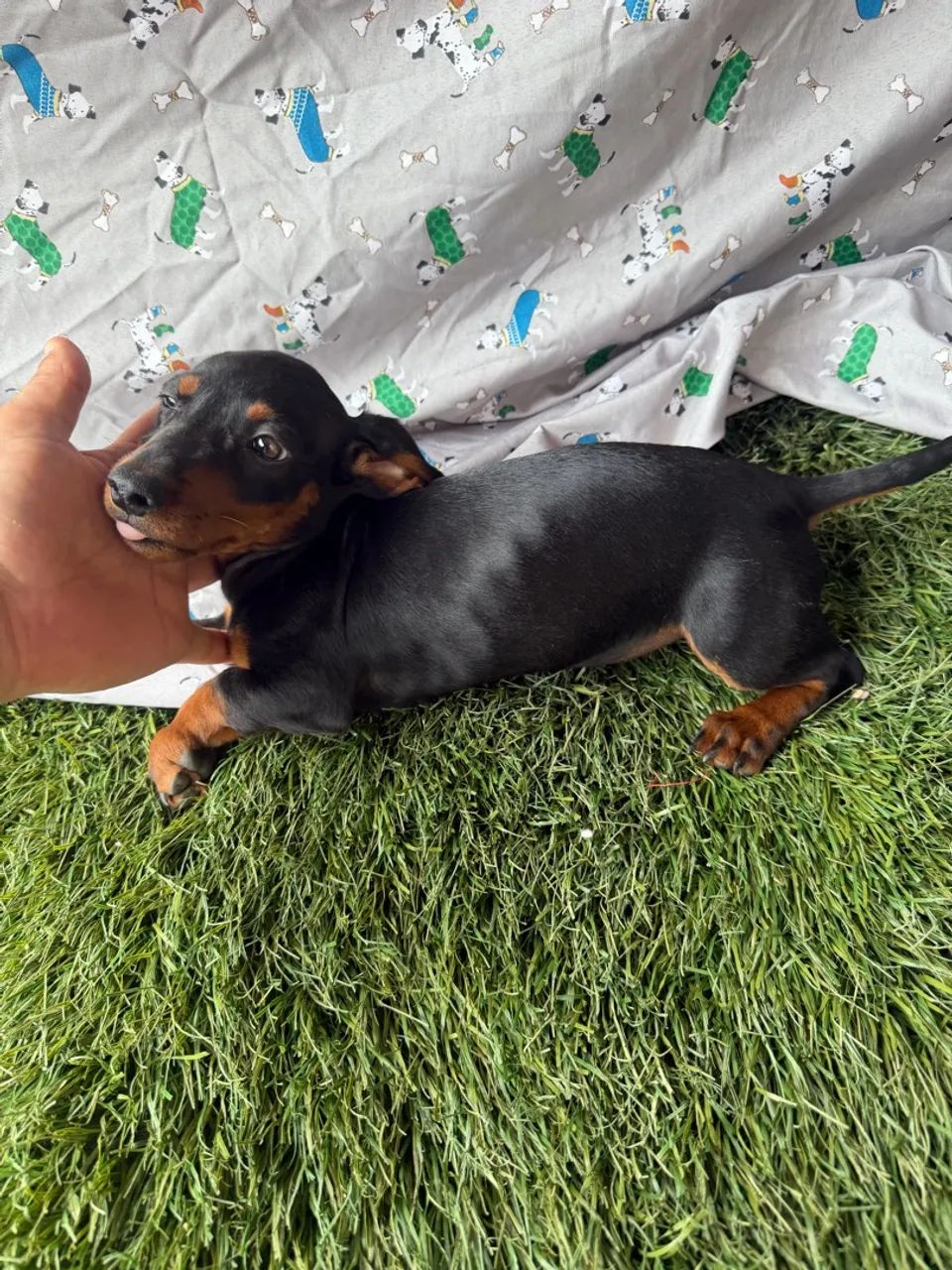 Dachshund / teckel - macho com valor baixo - Foto 3