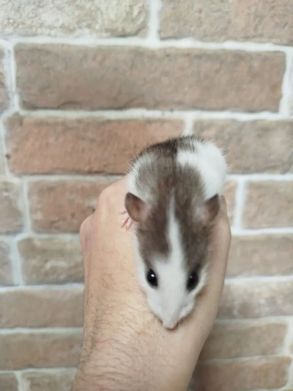 Ratos Twister Mercol - Foto 3
