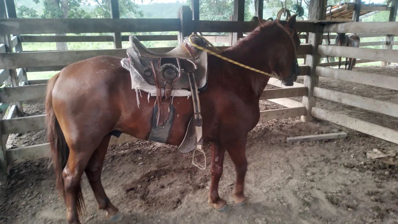 Cavalo Petisco  - Foto 3