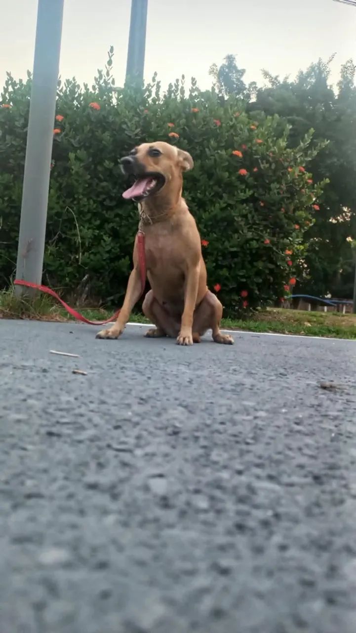 Adoção responsável  - Foto 5