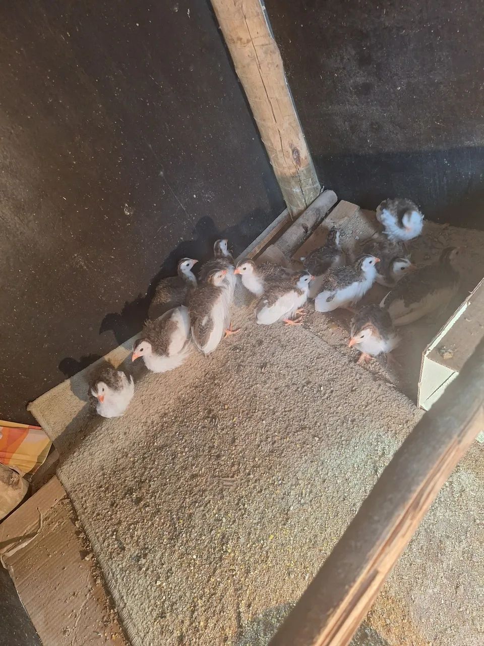 Animais de estimação 