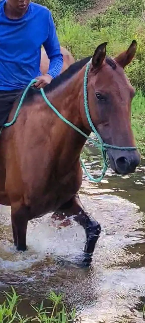 ÉGUA MM SEM REGISTRO - Foto 3