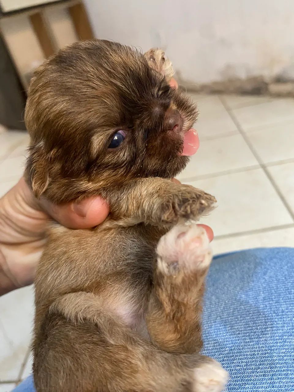 cachorro shituz com ilhasa  - Foto 3