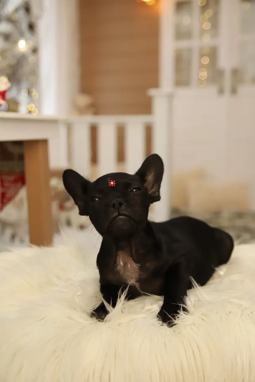 Buldogue francês  - Foto 2