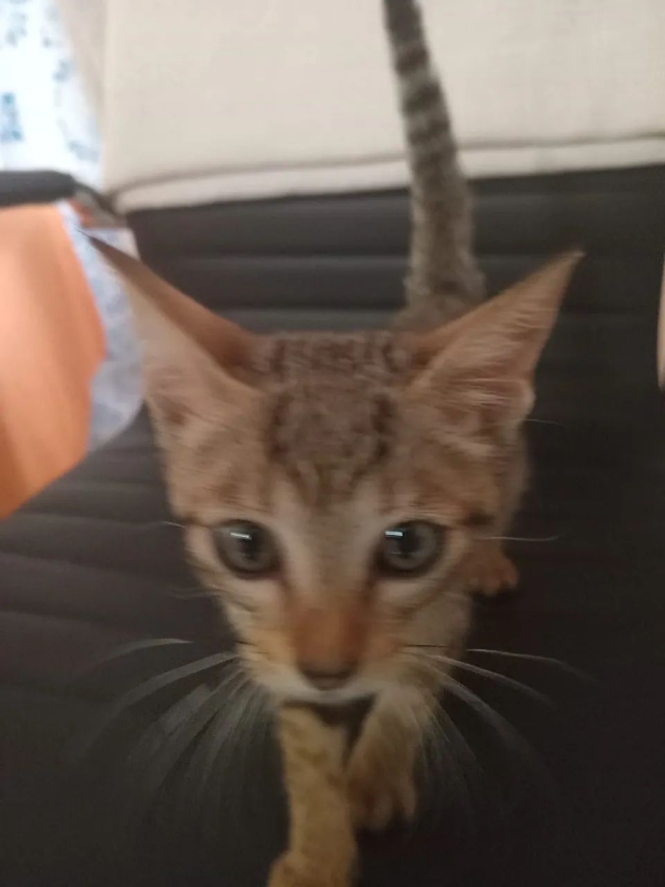gato