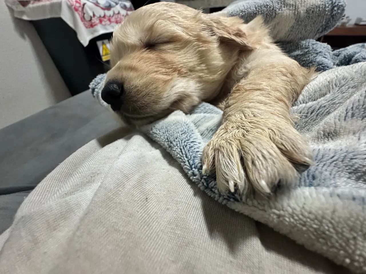 Goldens  - Foto 2
