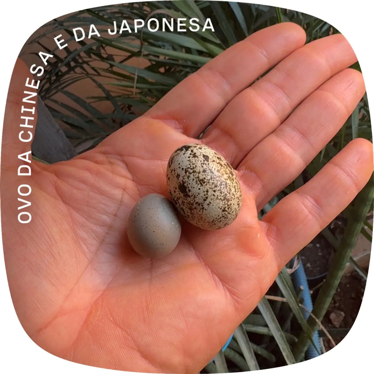 Codornas chinesas - Foto 3