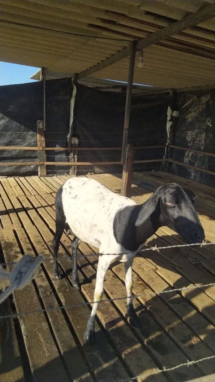 Ovelha Santa Inês - Foto 5