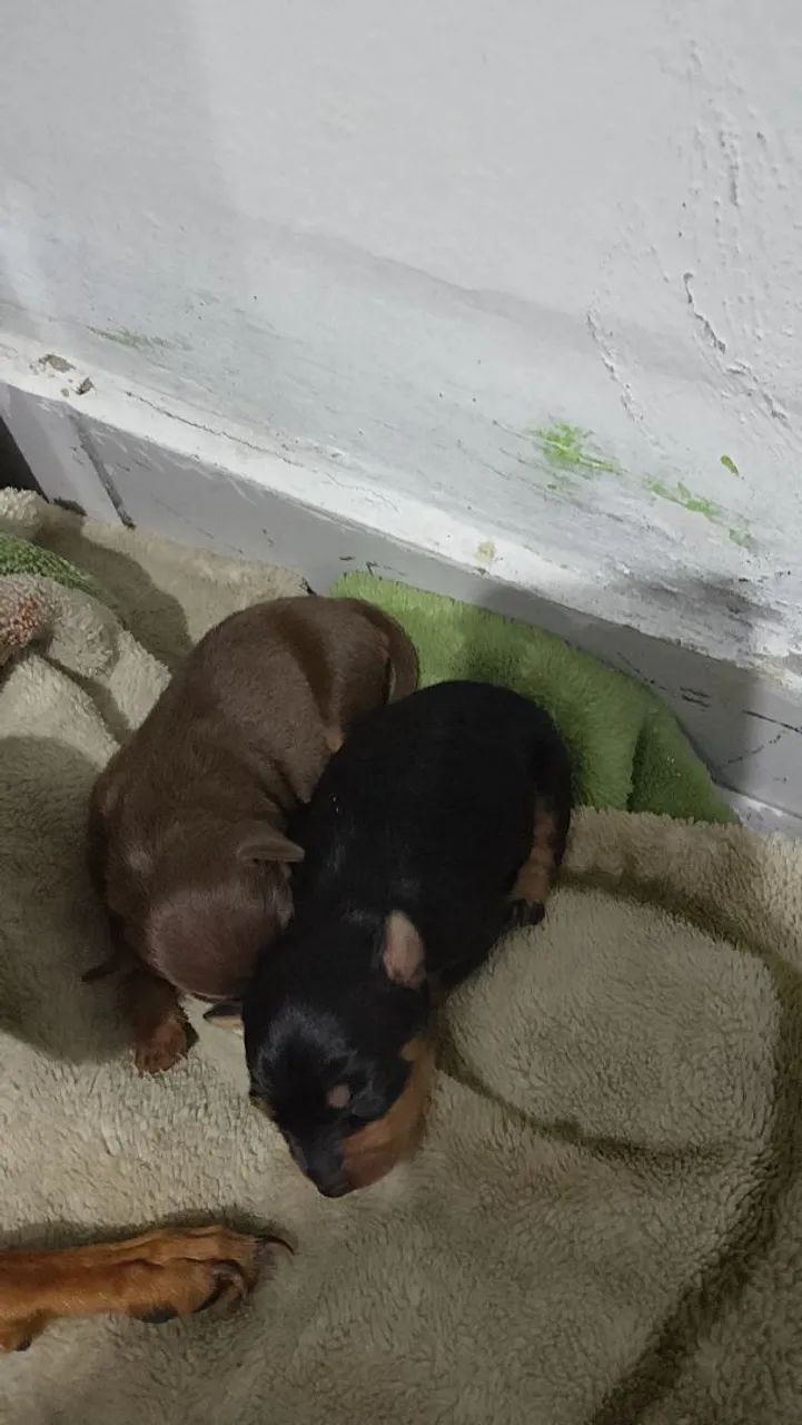 Pinscher zero  - Foto 3