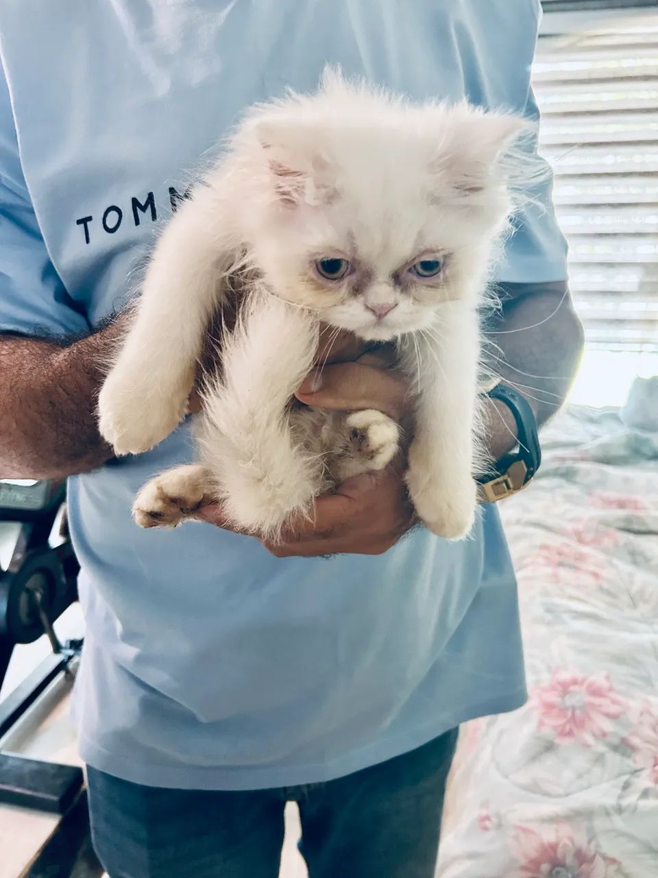 Gatinho persa - Foto 4